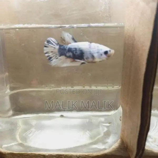 Fighter Betta Fish