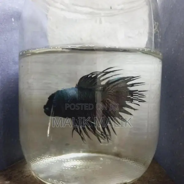 Fighter Betta Fish
