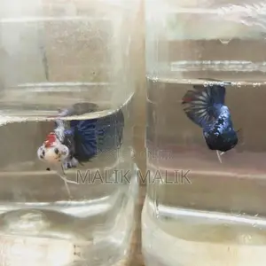 Fighter Betta Fish