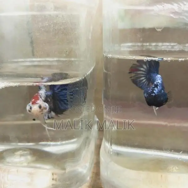 Fighter Betta Fish