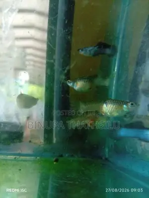 Blue Panda Guppy Fish