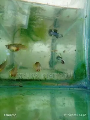 Blue Panda Guppy Fish