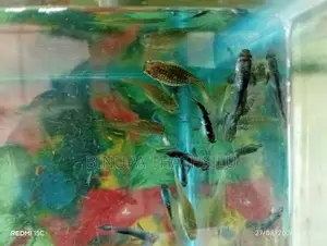 Blue Panda Guppy Fish