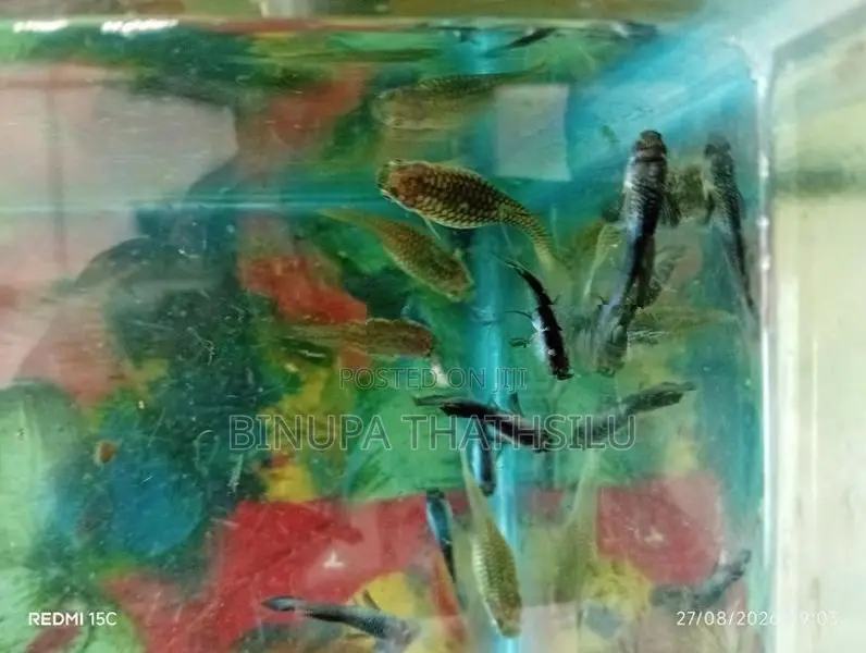 Blue Panda Guppy Fish
