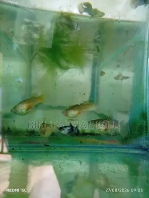 Blue Panda Guppy Fish