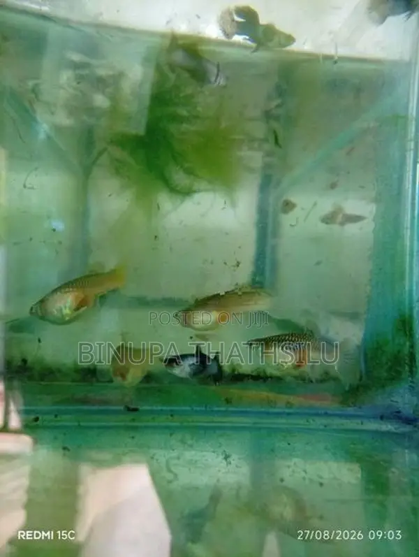 Blue Panda Guppy Fish