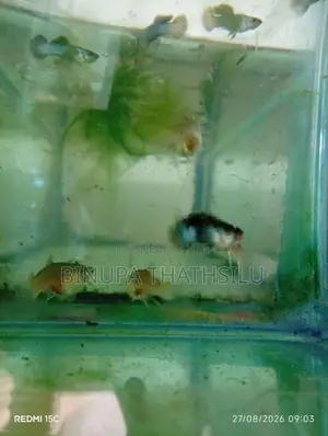 Blue Panda Guppy Fish