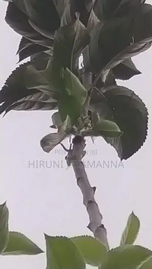 Green Apple Plant (Potted)
