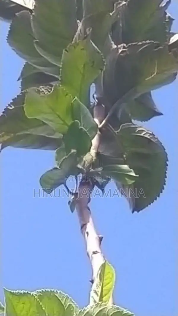 Green Apple Plant (Potted)