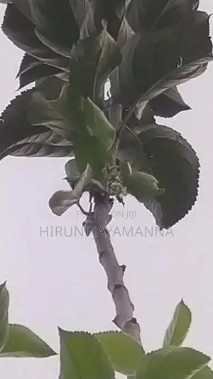Green Apple Plant (Potted)