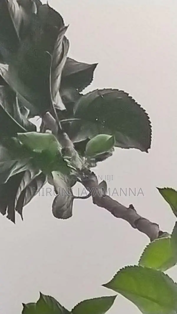 Green Apple Plant (Potted)