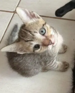 Kitten Adoption