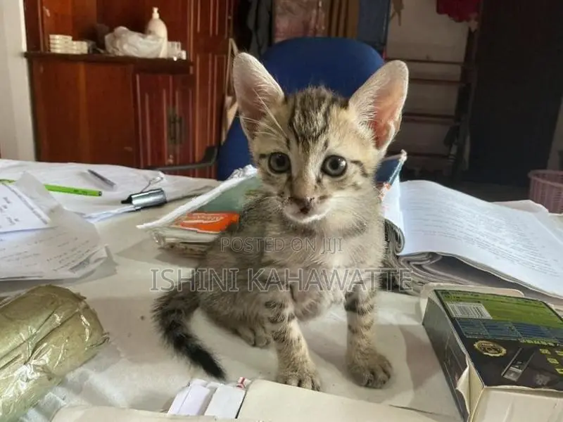 Kitten Adoption
