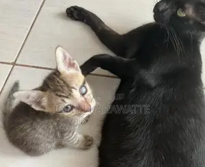 Kitten Adoption