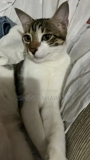 Cat For Adoption