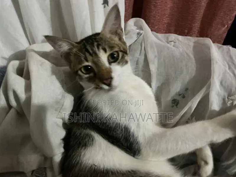 Cat For Adoption