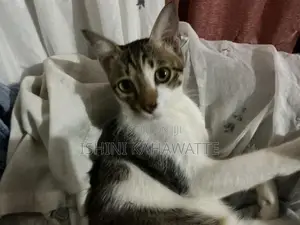 Cat For Adoption