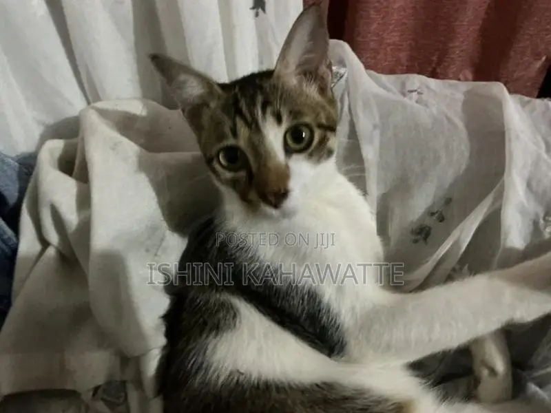 Cat For Adoption