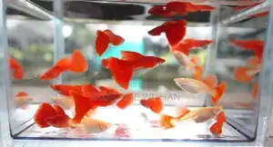 Albino Full Red Guppy