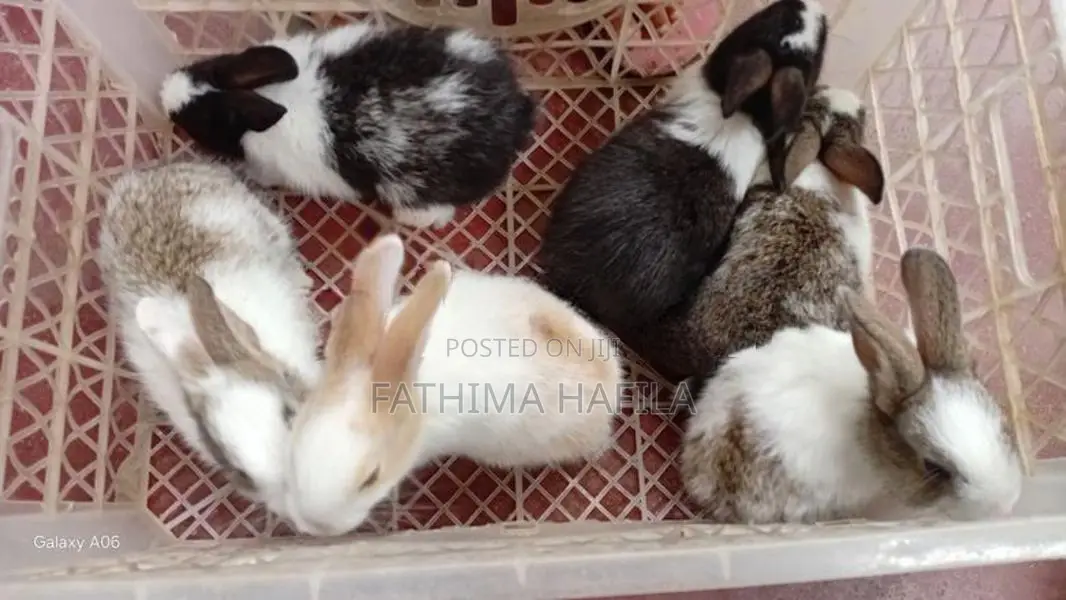Jumbo Rabbit