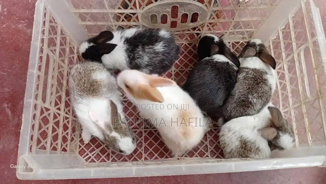 Jumbo Rabbit