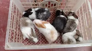 Jumbo Rabbit
