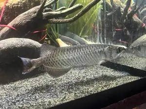 Pearl Arowana Fish