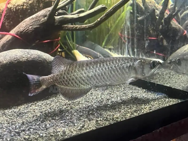 Pearl Arowana Fish