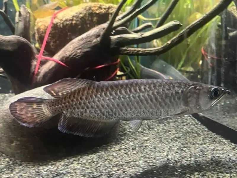 Pearl Arowana Fish