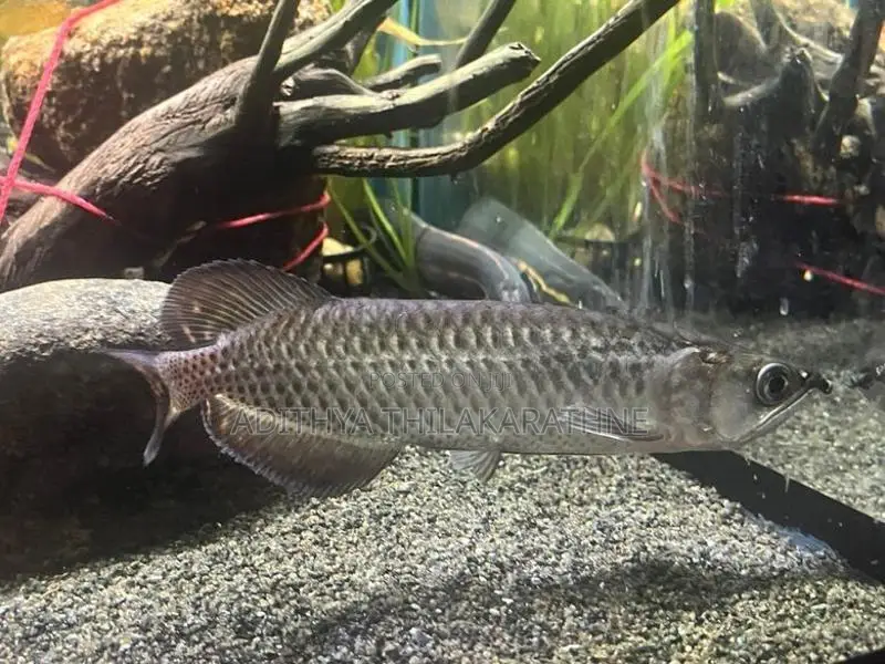 Pearl Arowana Fish
