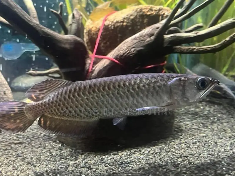 Pearl Arowana Fish