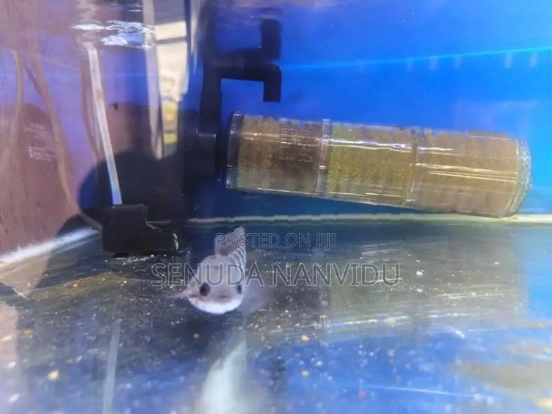 Fish Tank For Sell