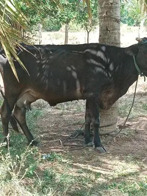 අනුරාද පුර