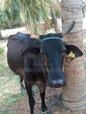 අනුරාද පුර