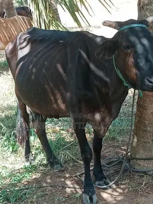 අනුරාද පුර