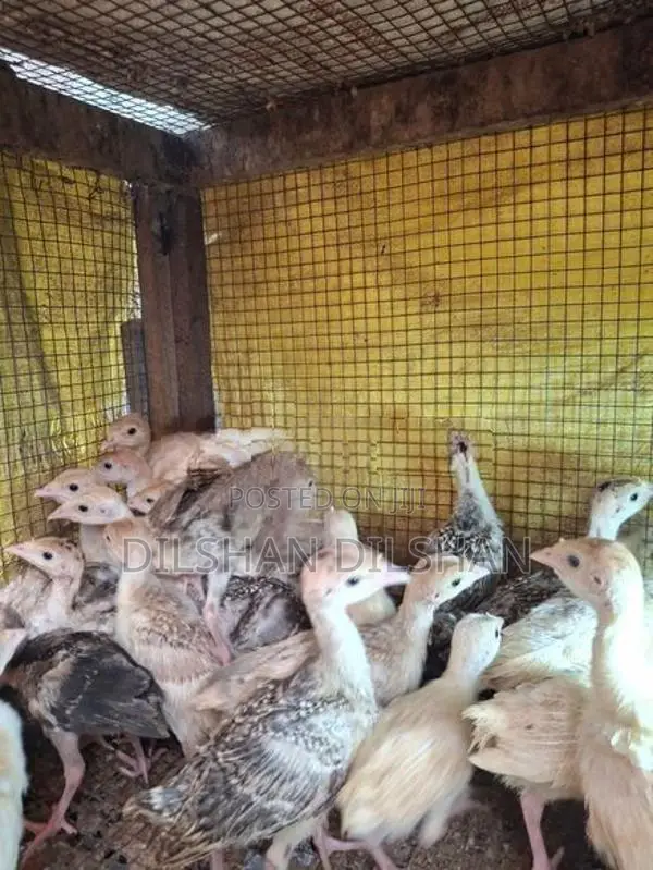 Turkey Chicks