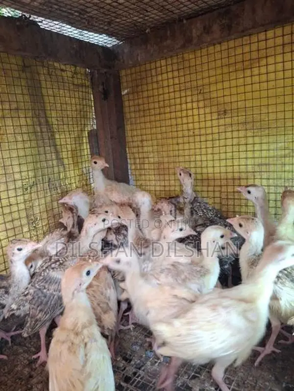Turkey Chicks