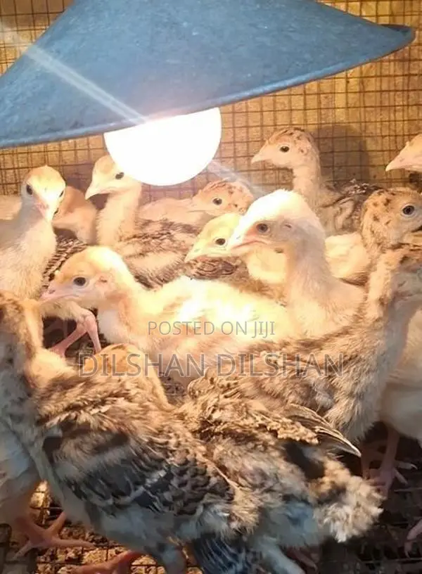 Turkey Chicks