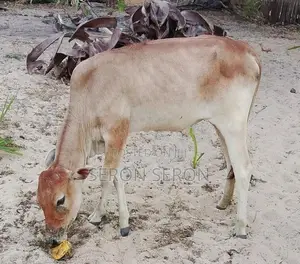 Male Cow