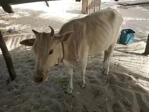 Male Cow