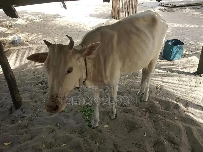 Male Cow