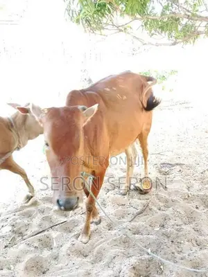 Male Cow