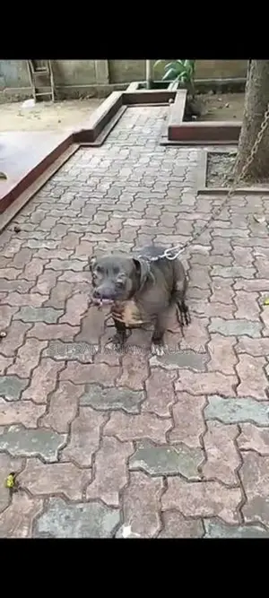 Pit Pull