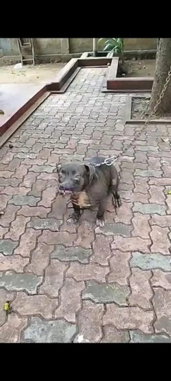 Pit Pull