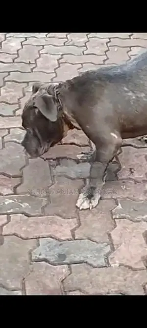 Pit Pull