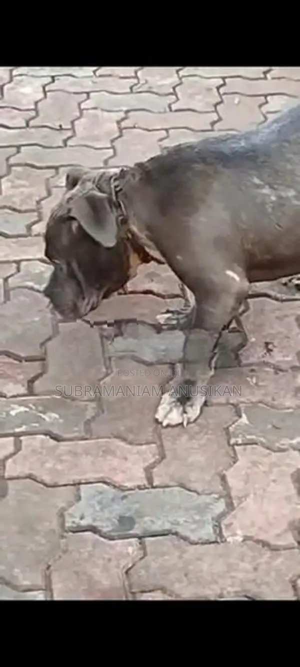 Pit Pull