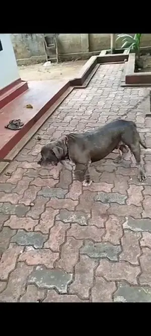 Pit Pull