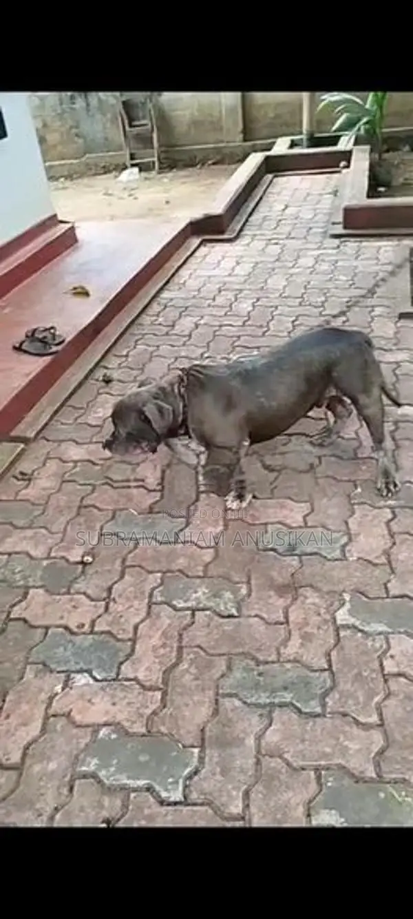 Pit Pull