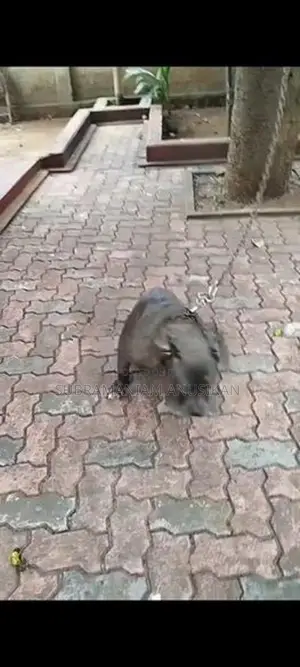 Pit Pull