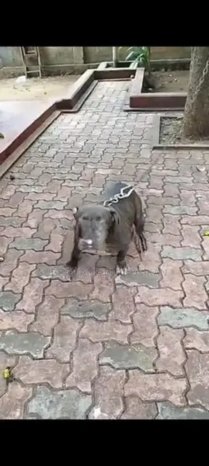 Pit Pull